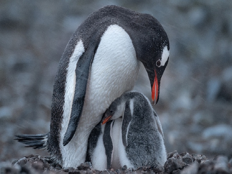 广州三代供卵例子,山东临沂做试管婴儿成功率最高的医院是哪里？如何选-广州
